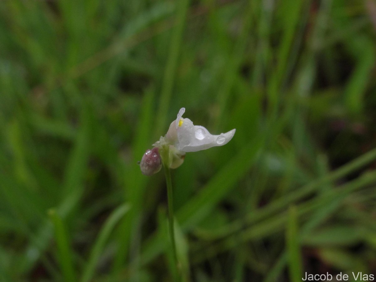 Utricularia caerulea L.